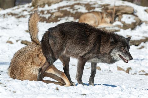 wolves knotting